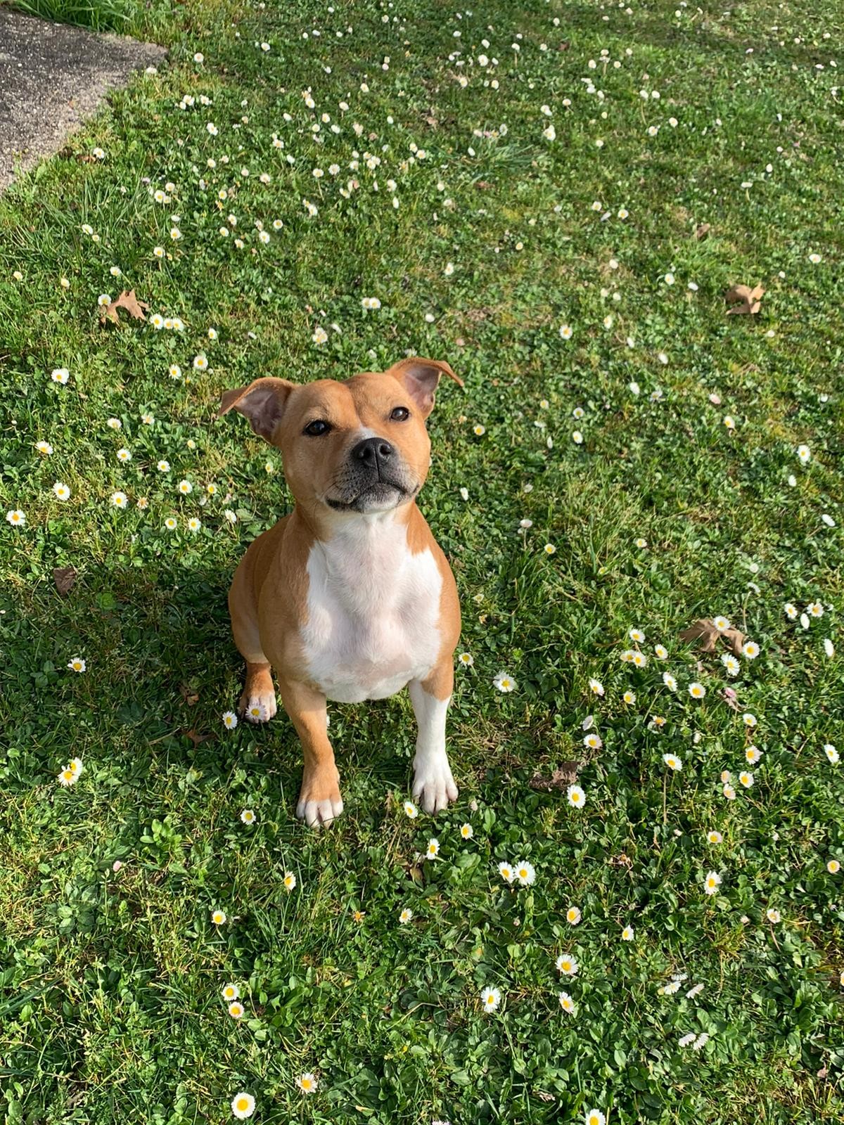 Pitsy
