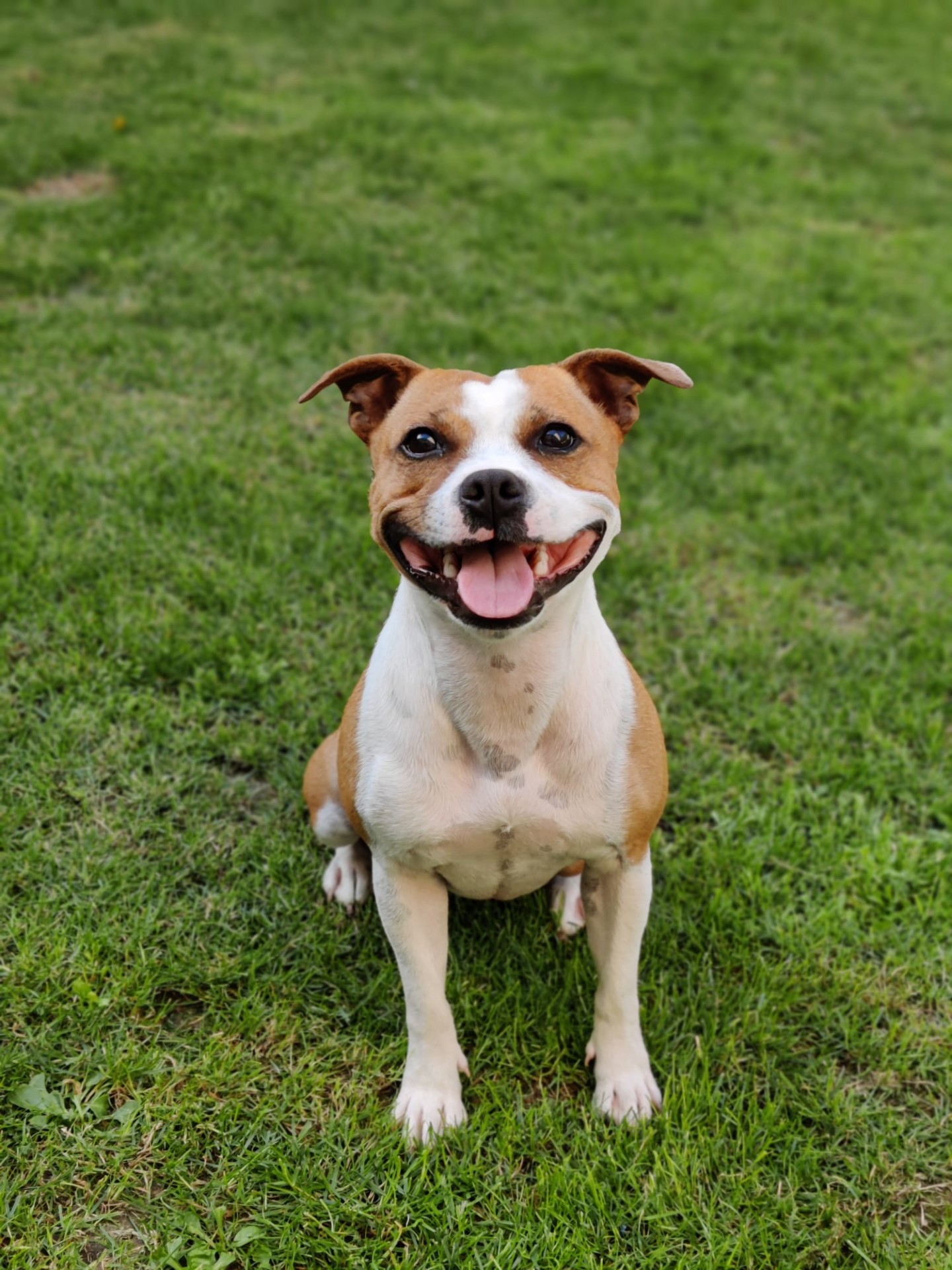 staffy's du grand nord