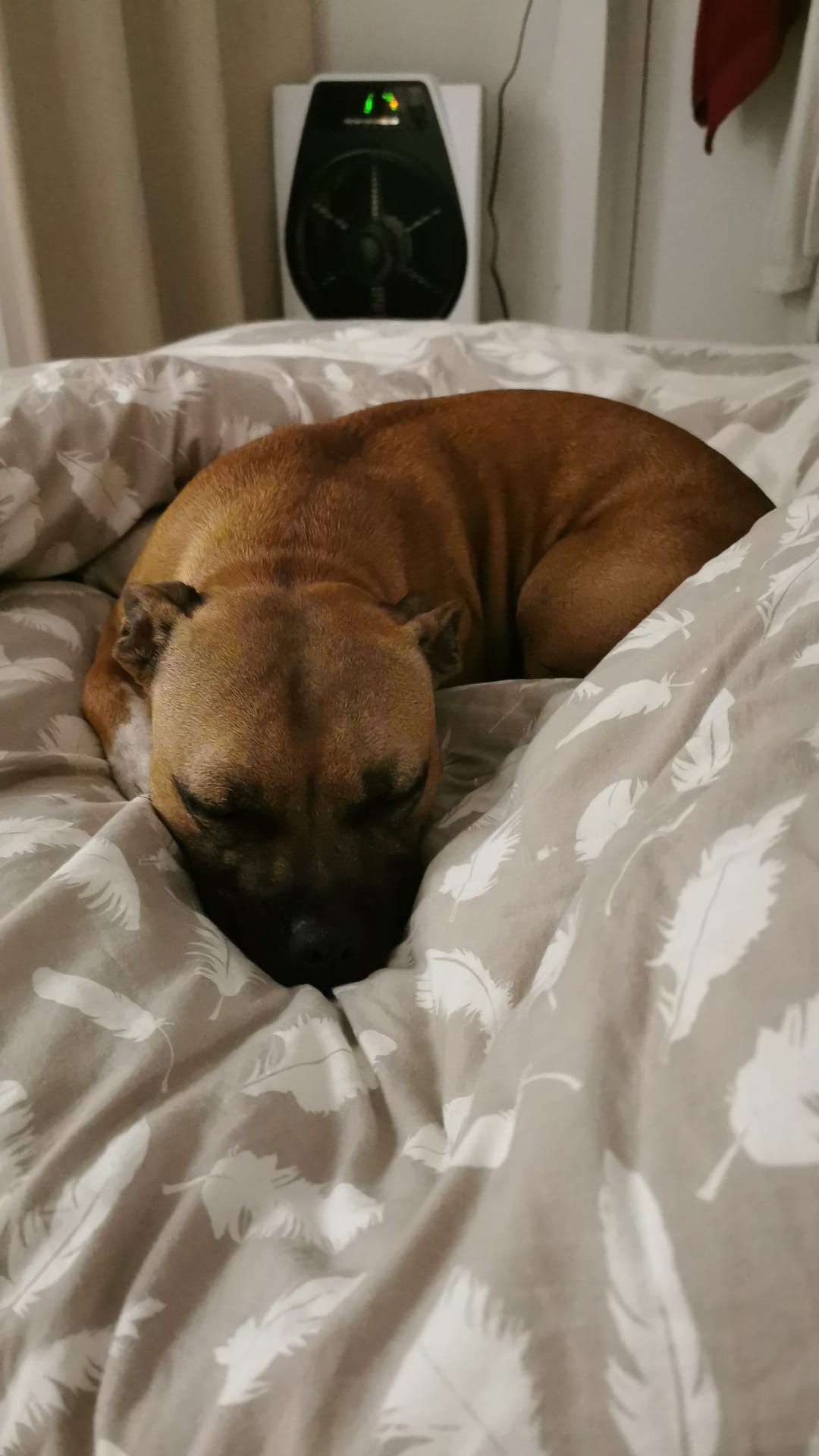 staffy's du grand nord