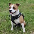 staffy's du grand nord