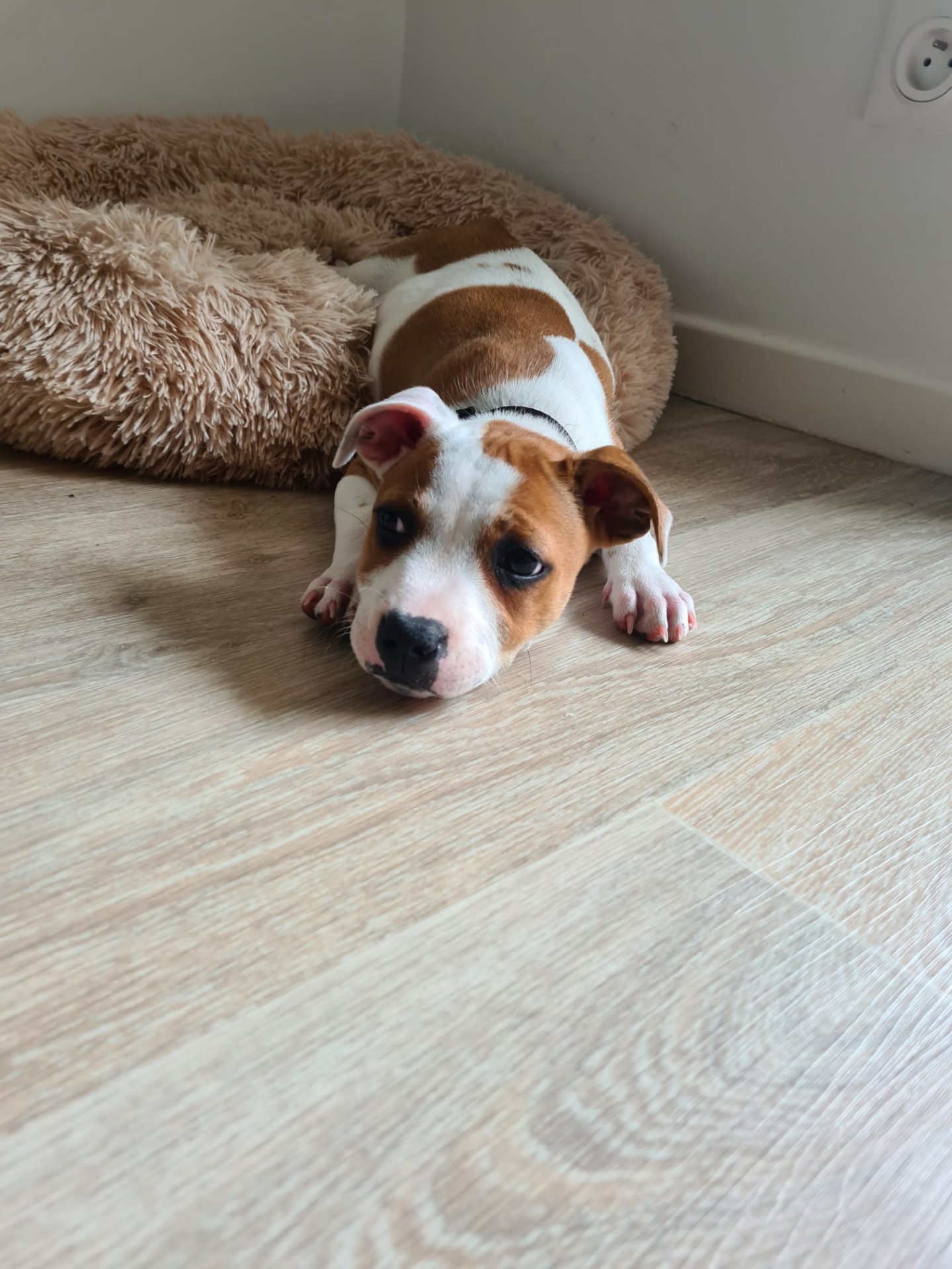 staffy's du grand nord