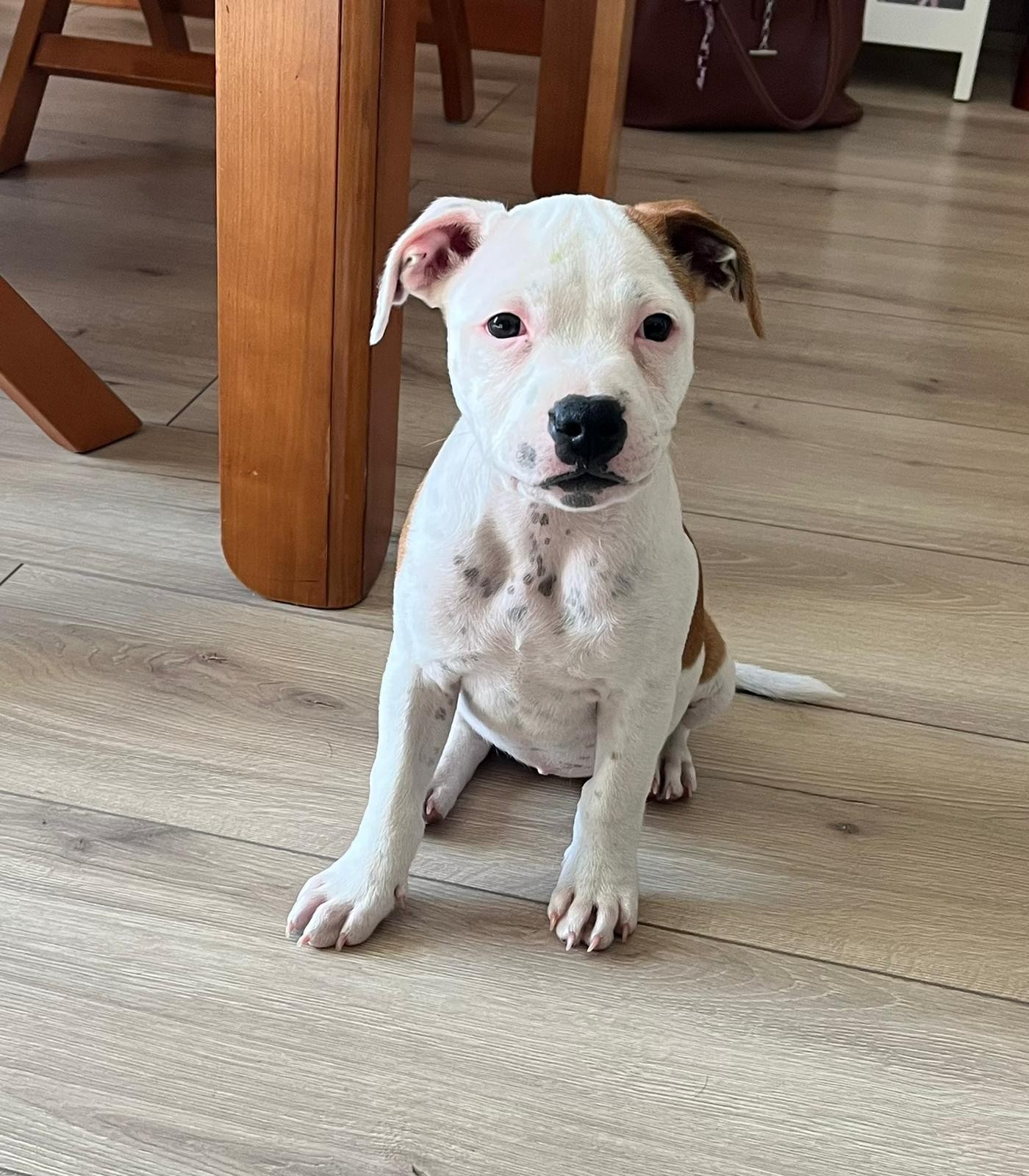 staffy's du grand nord