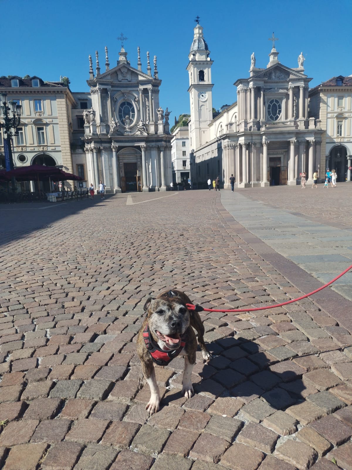 staffy's du grand nord