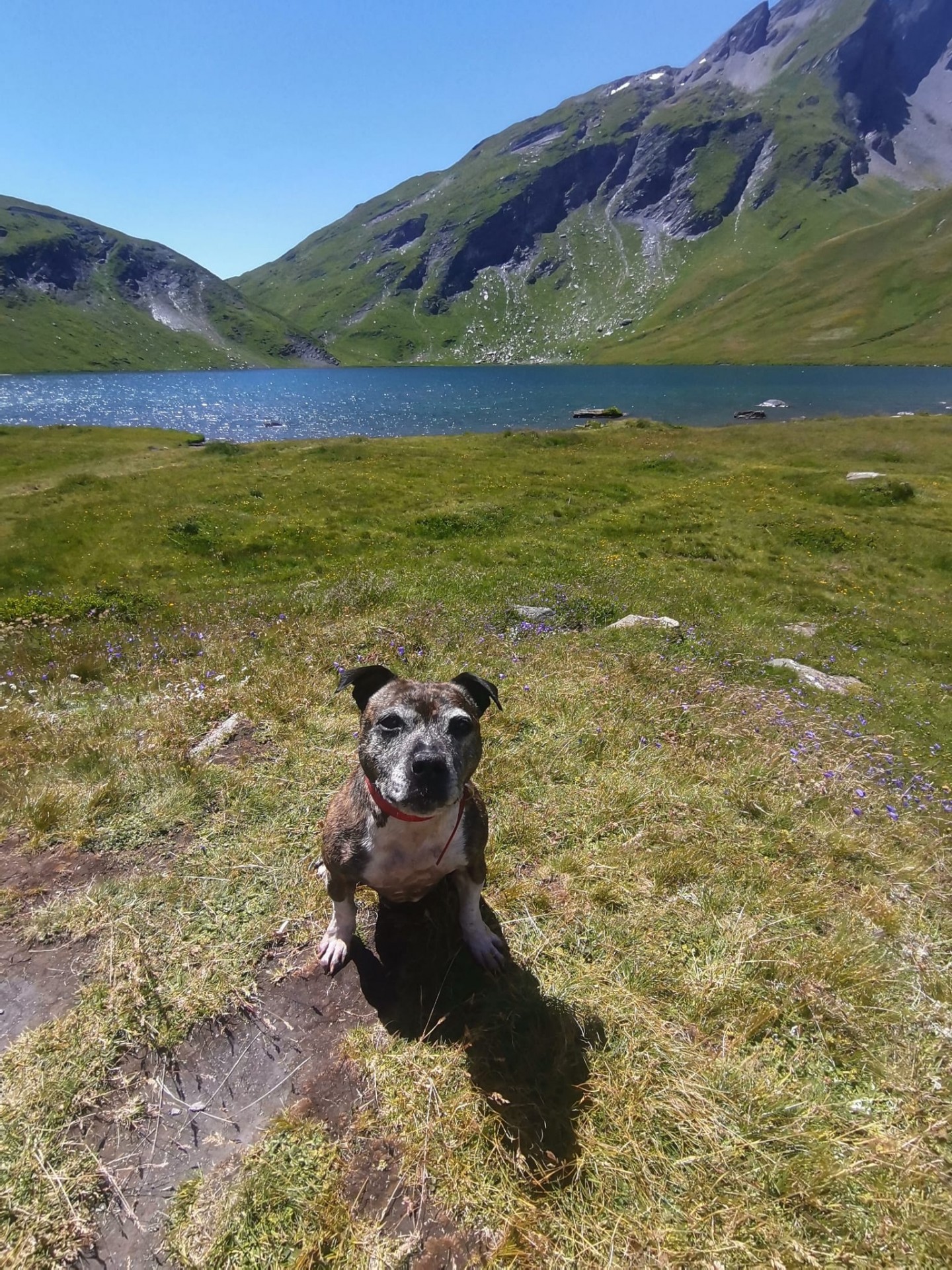 staffy's du grand nord