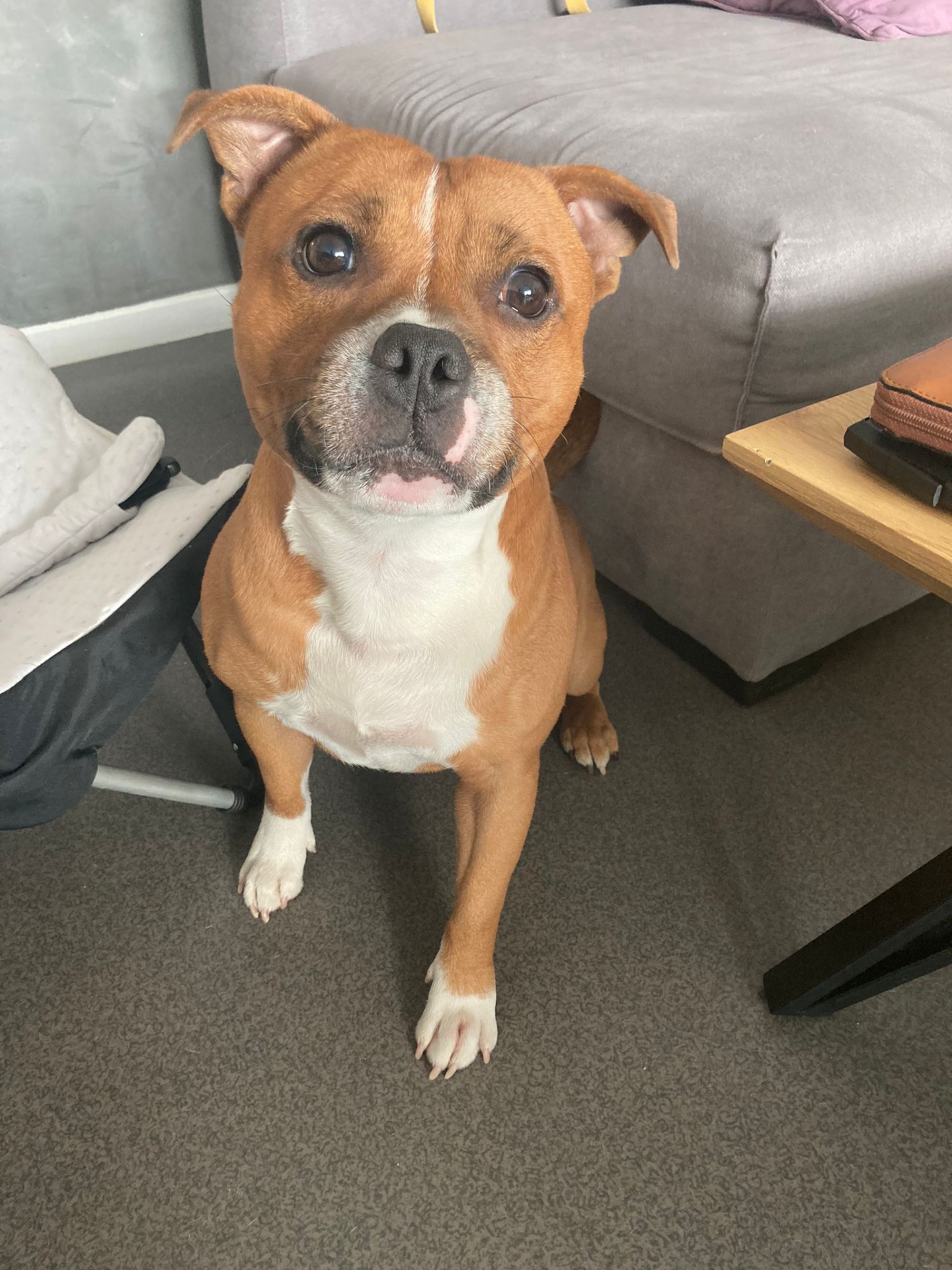 staffy's du grand nord