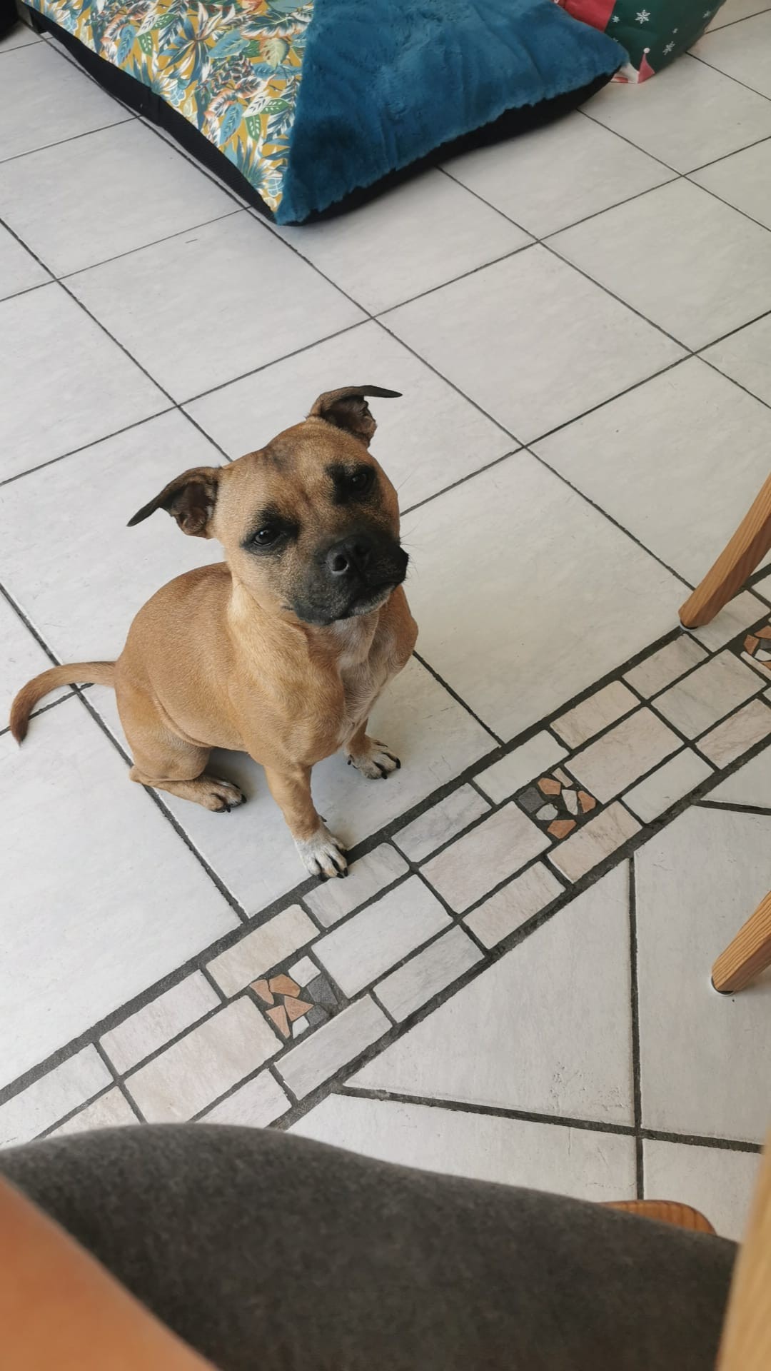 staffy's du grand nord