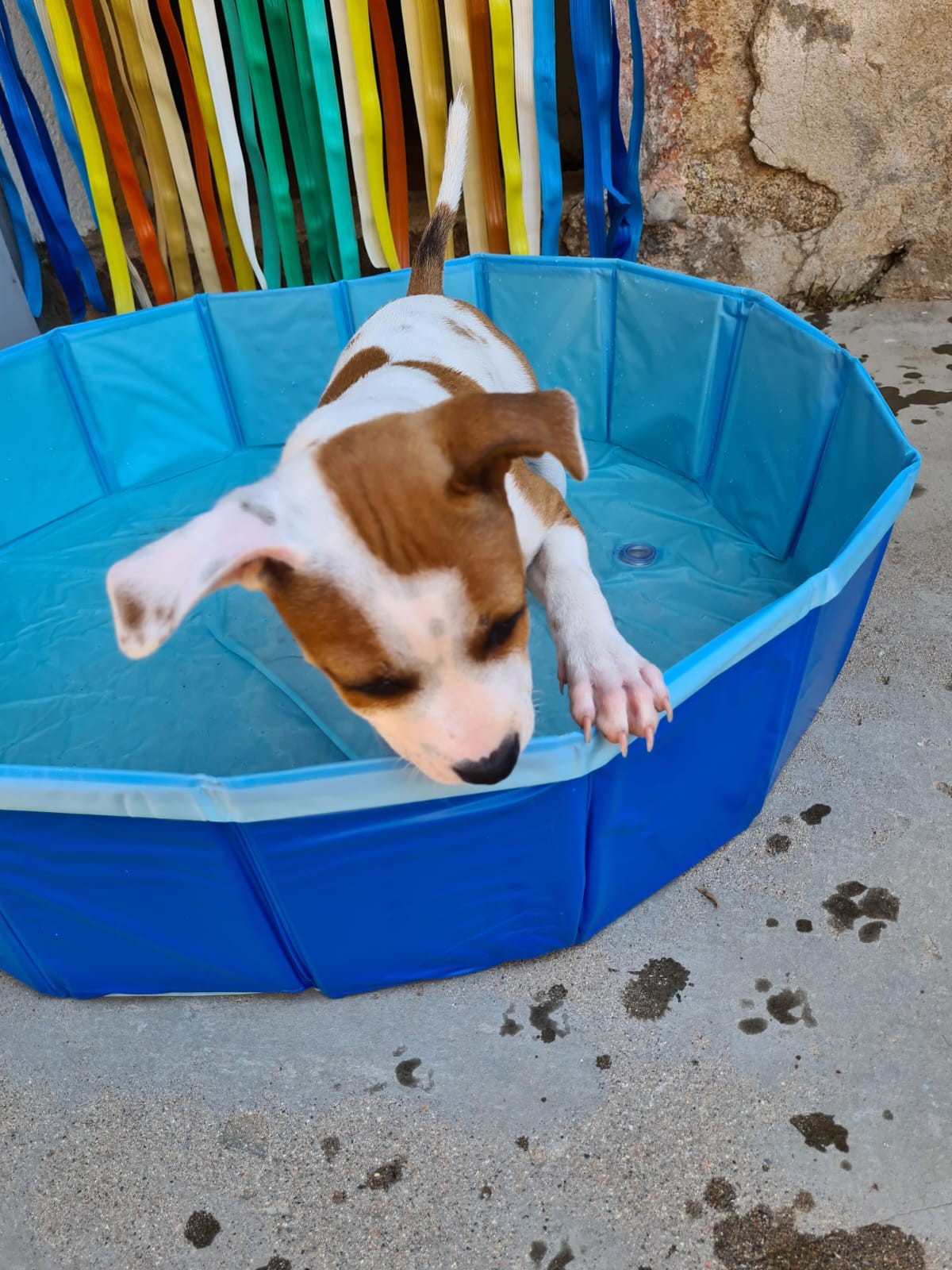 staffy's du grand nord