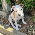staffy's du grand nord