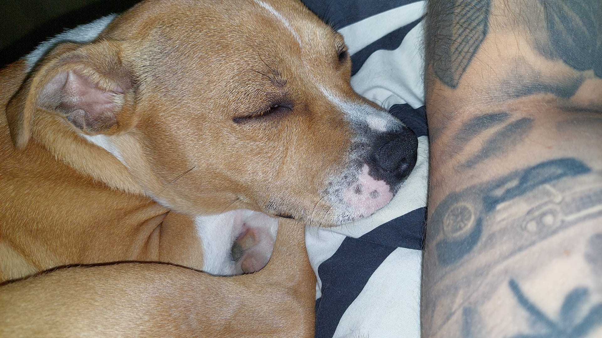 staffy's du grand nord