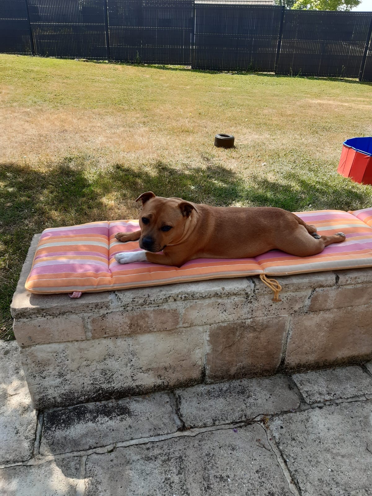 staffy's du grand nord