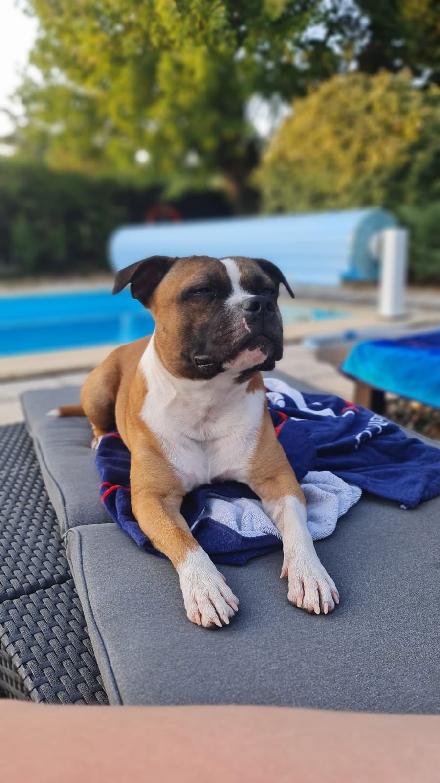 staffy's du grand nord