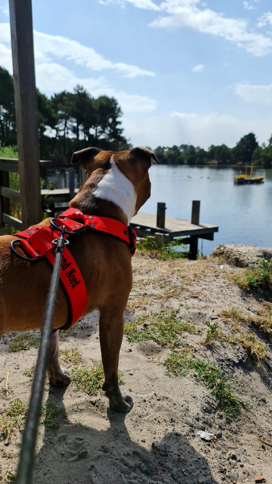 staffy's du grand nord