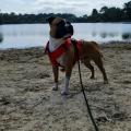 staffy's du grand nord