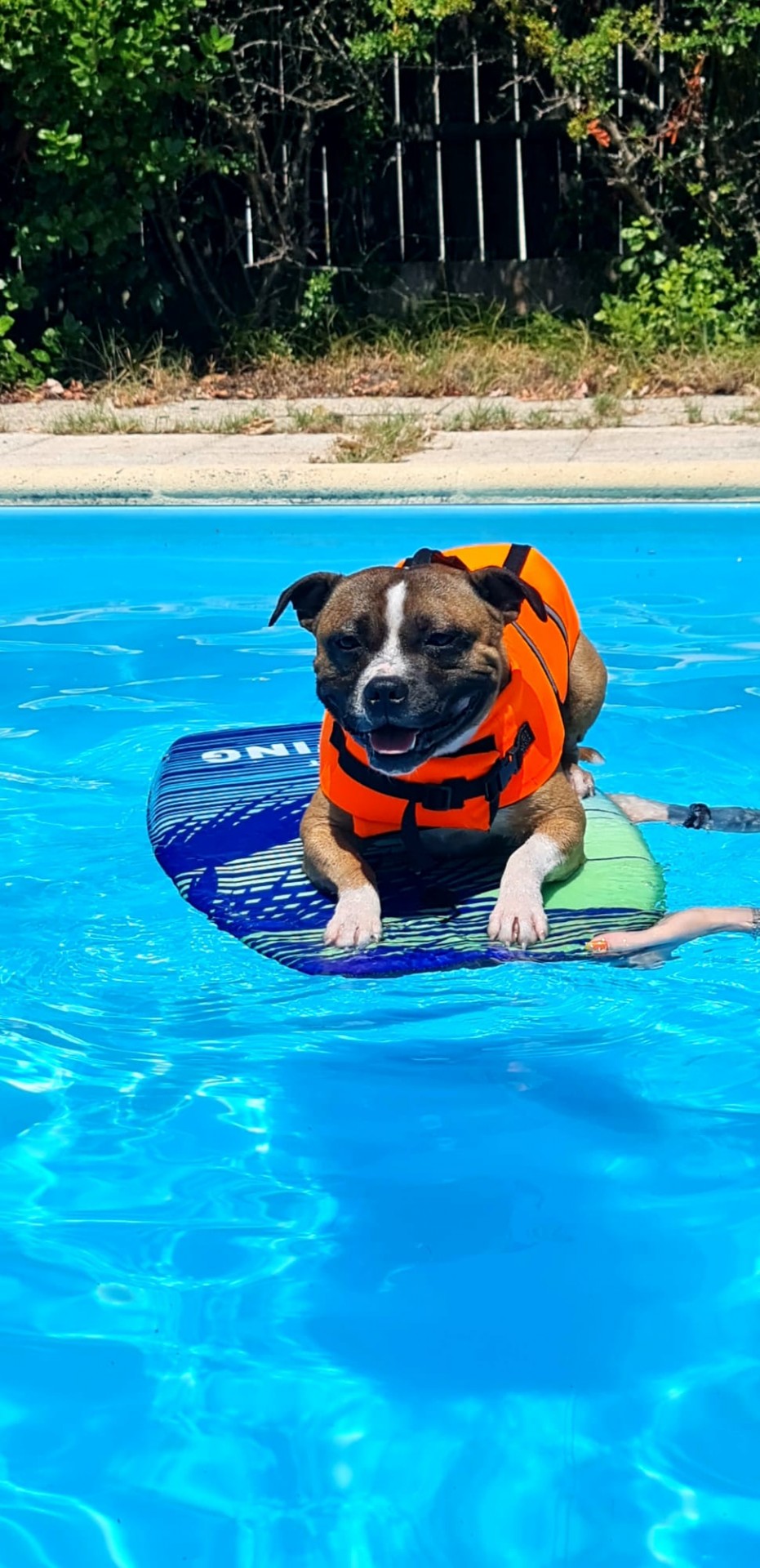 staffy's du grand nord