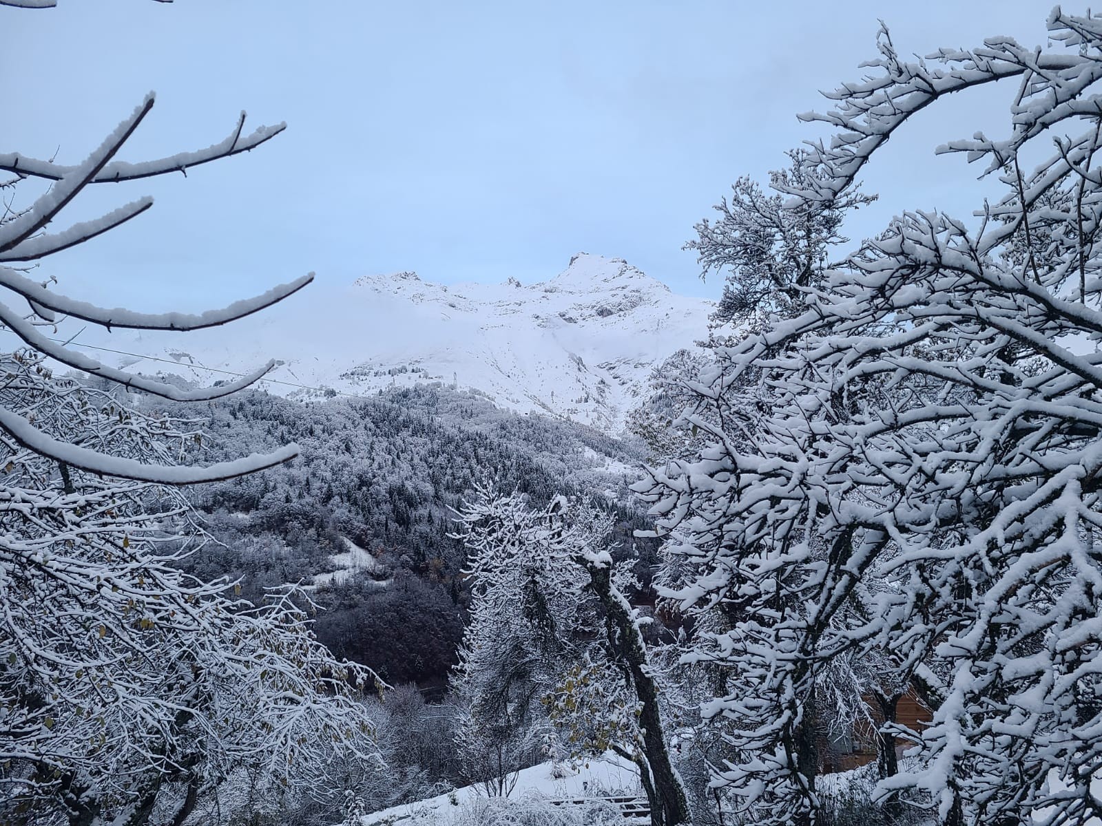 Les staffy's du Grand Nord 