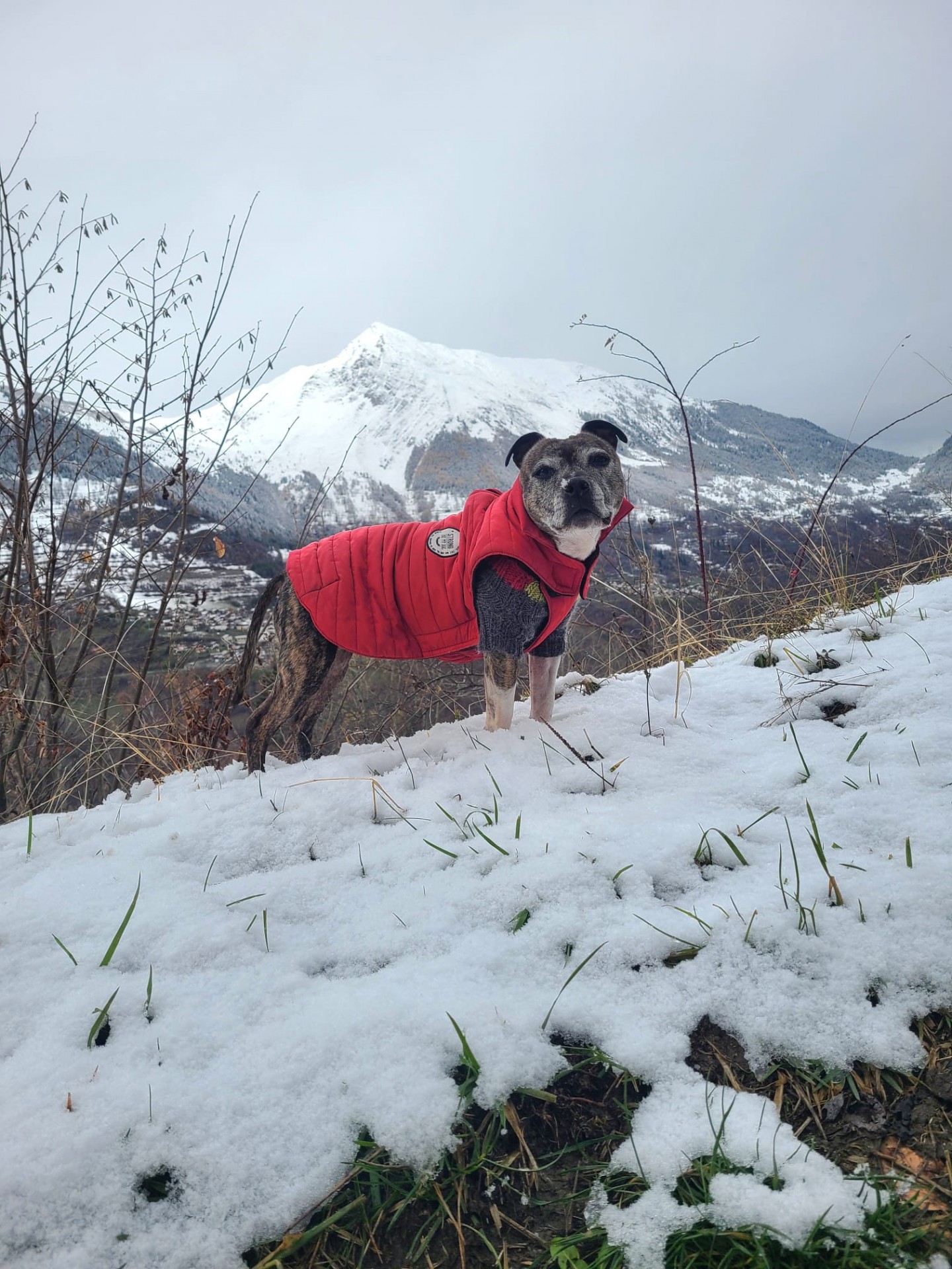 Les staffy's du Grand Nord 