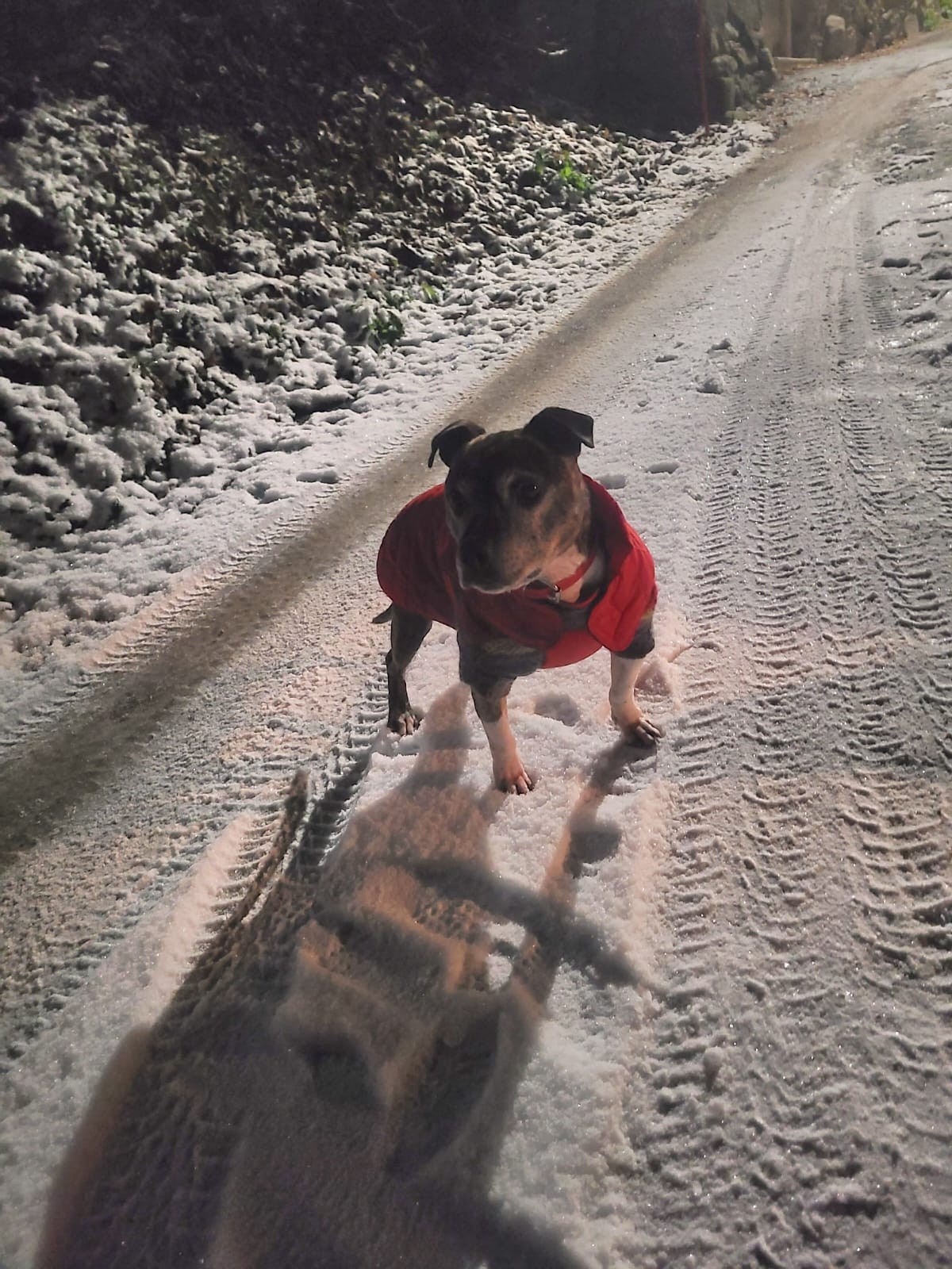 Les staffy's du Grand Nord 