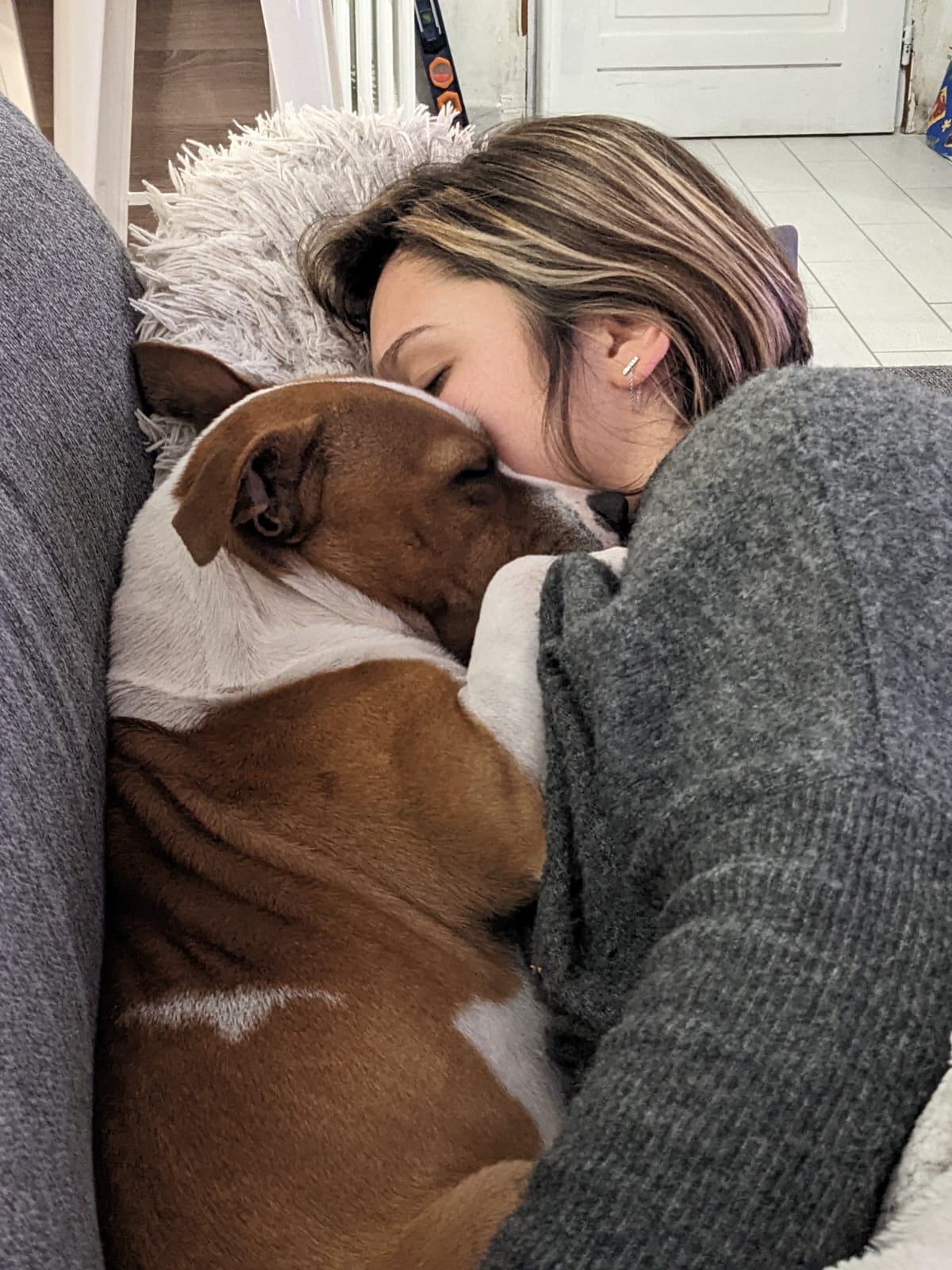 Les staffy's du Grand Nord 