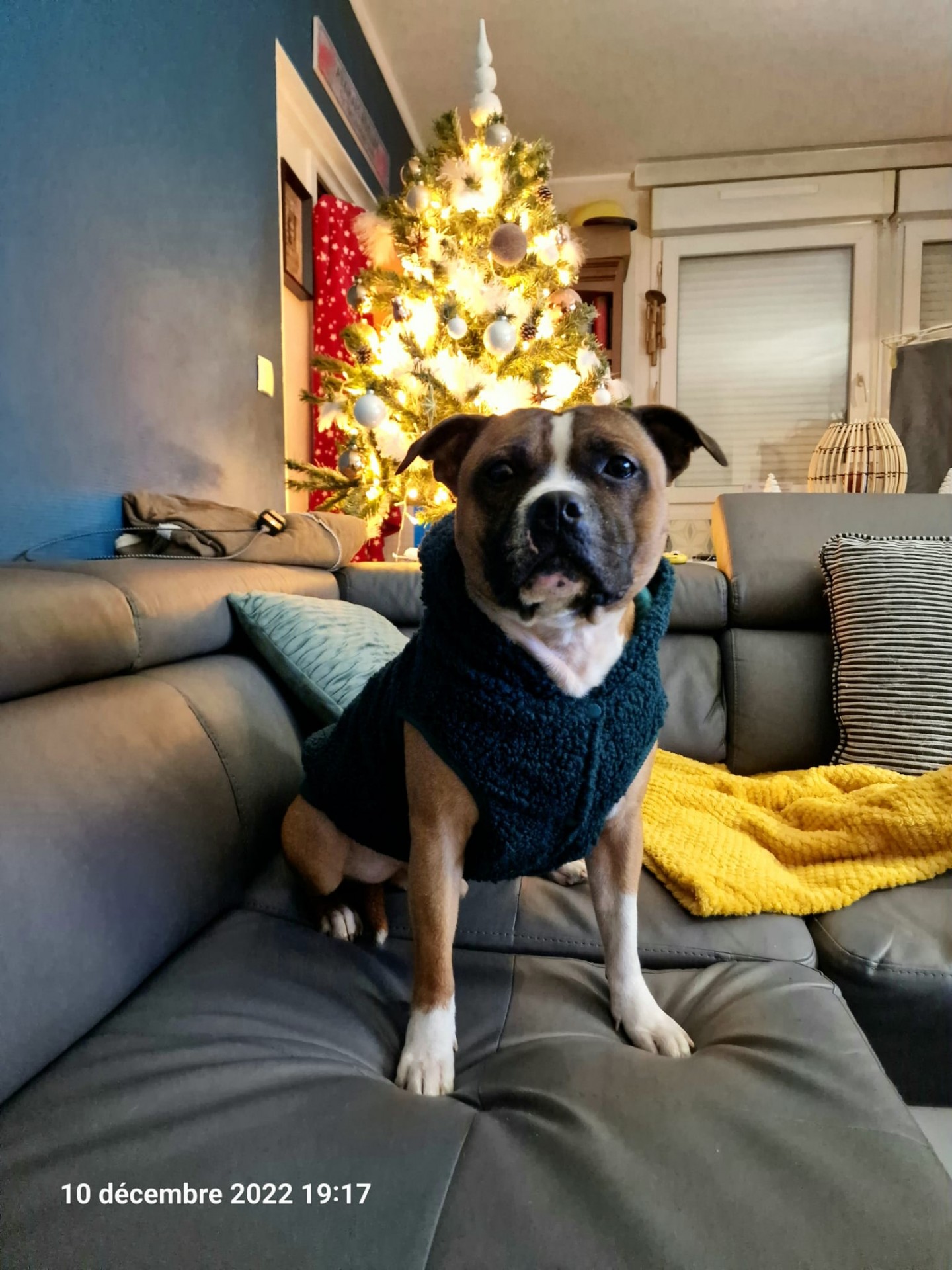 Les staffy's du Grand Nord 
