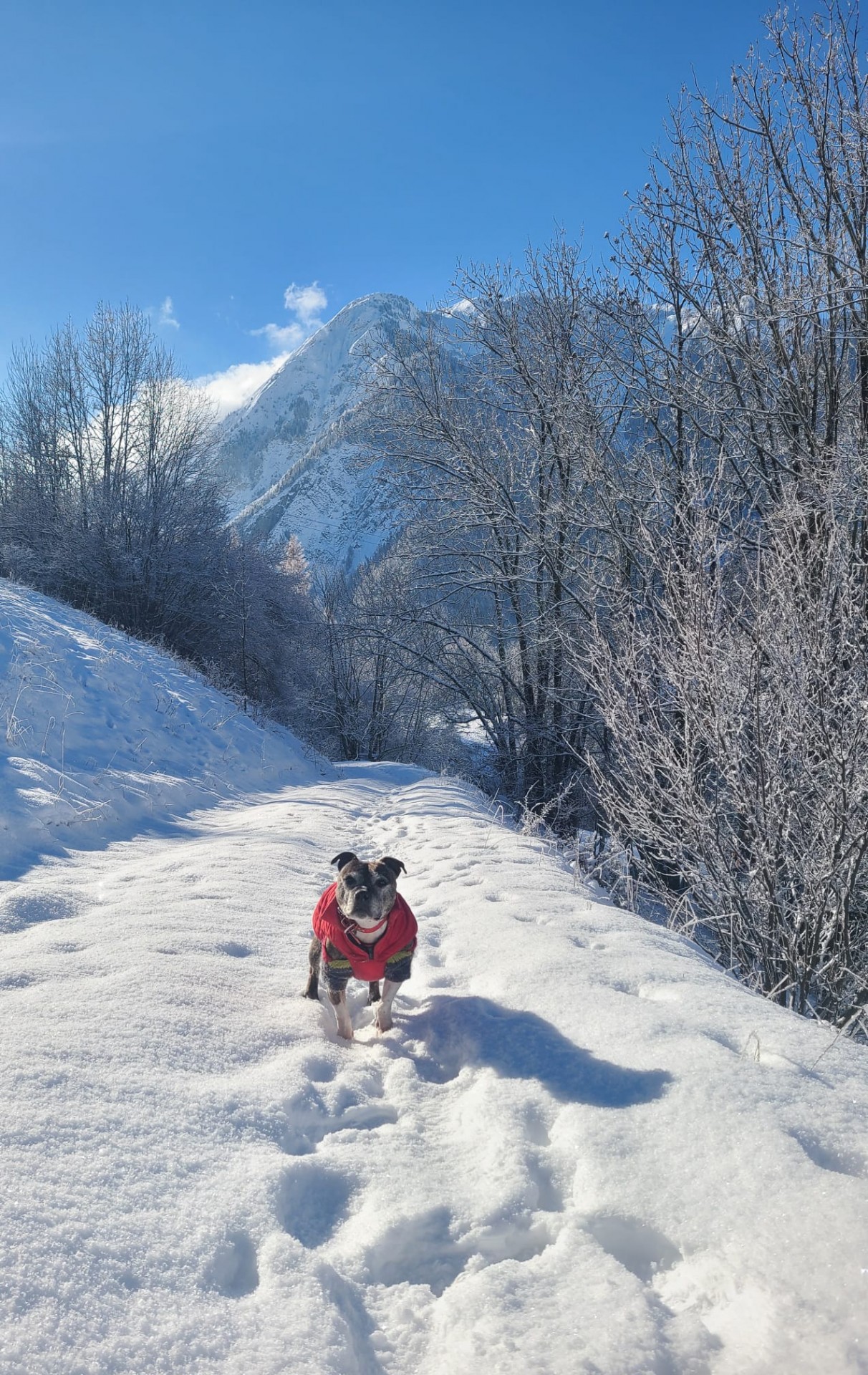 Les staffy's du Grand Nord 