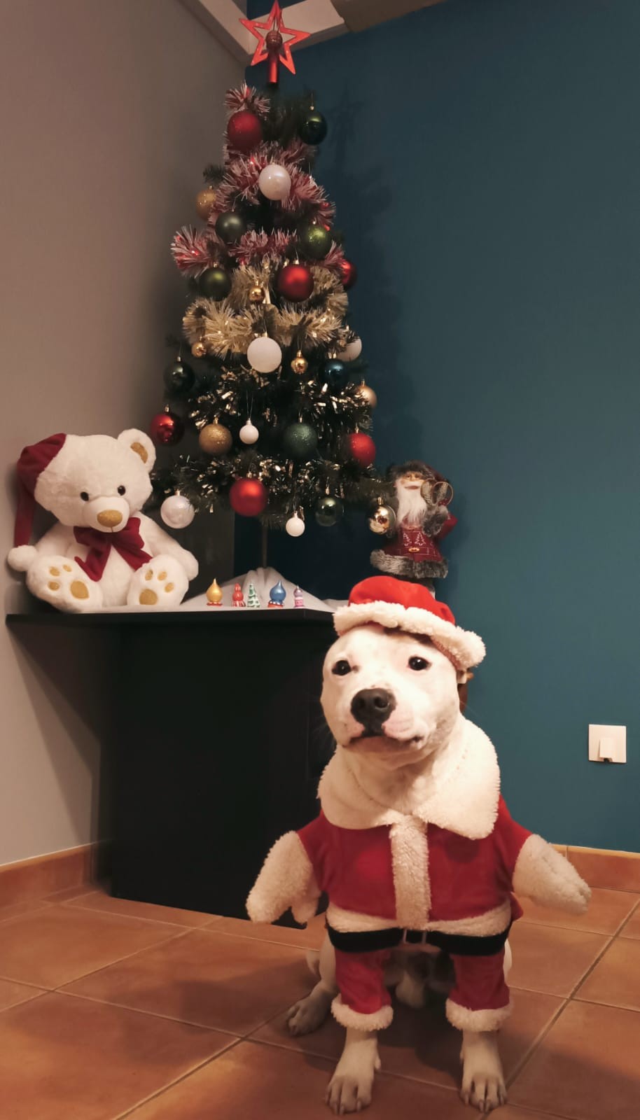 Les staffy's du Grand Nord 