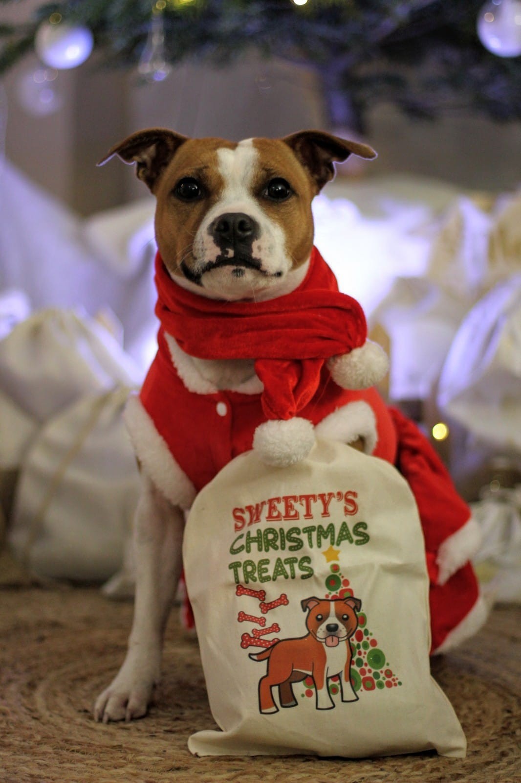 Les staffy's du Grand Nord 