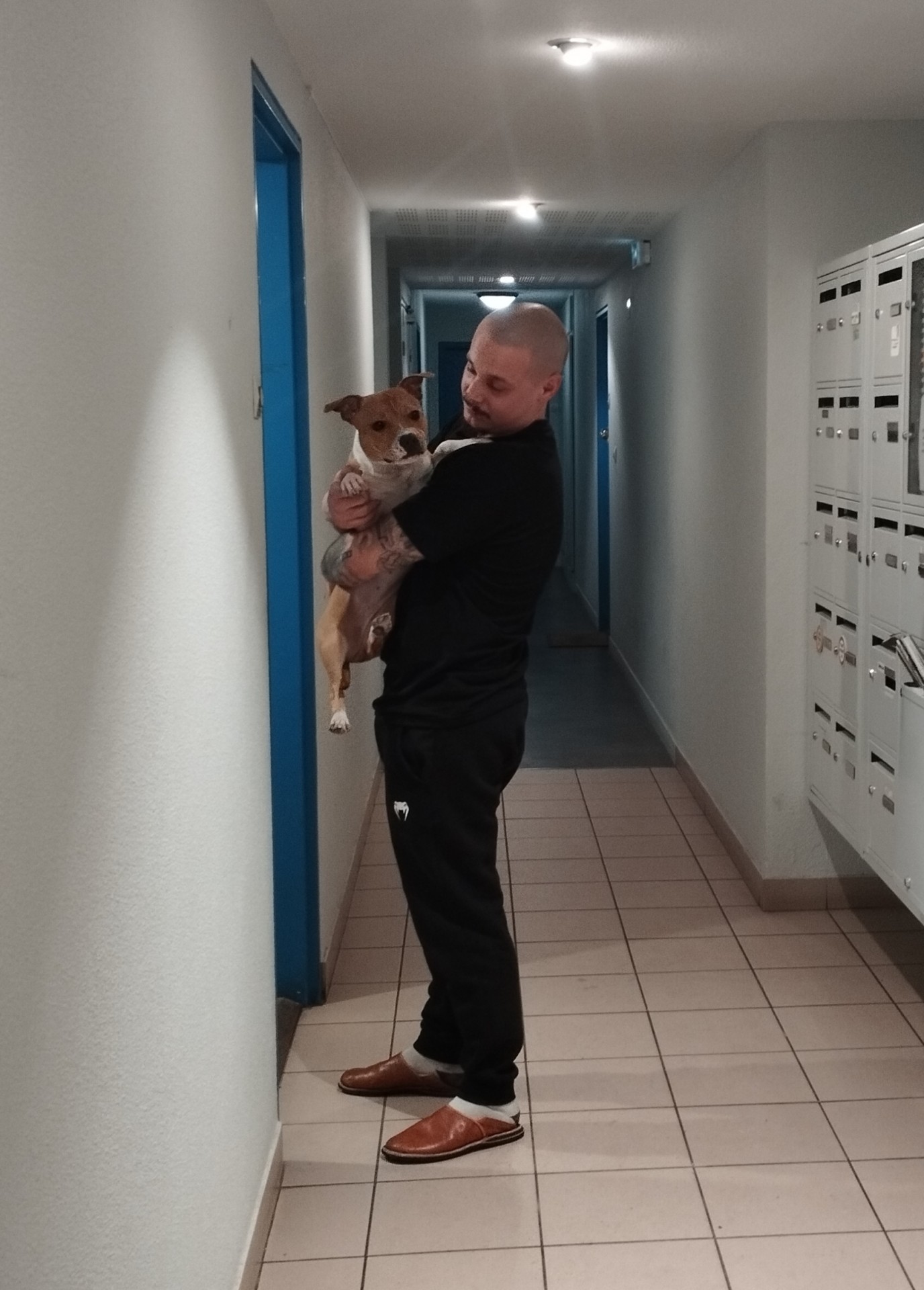 staffy's du grand nord