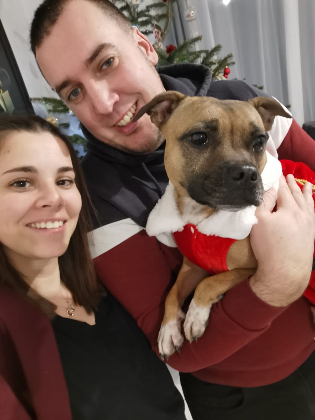 Les staffy's du Grand Nord 