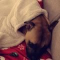 Les staffy's du Grand Nord 