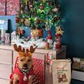 Les staffy's du Grand Nord 