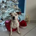 Les staffy's du Grand Nord 