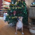 Les staffy's du Grand Nord 