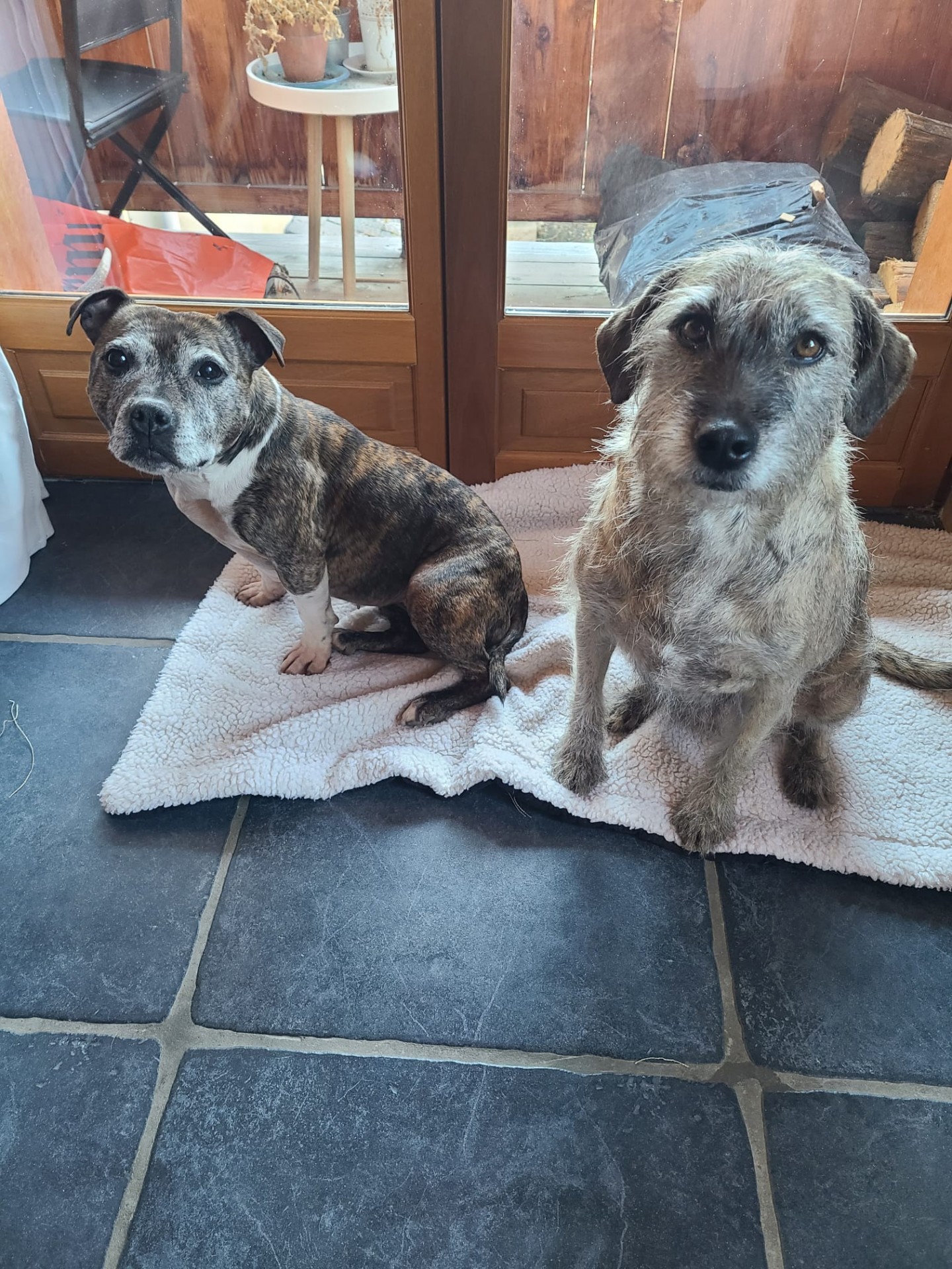 Staffy's du Grand Nord 
