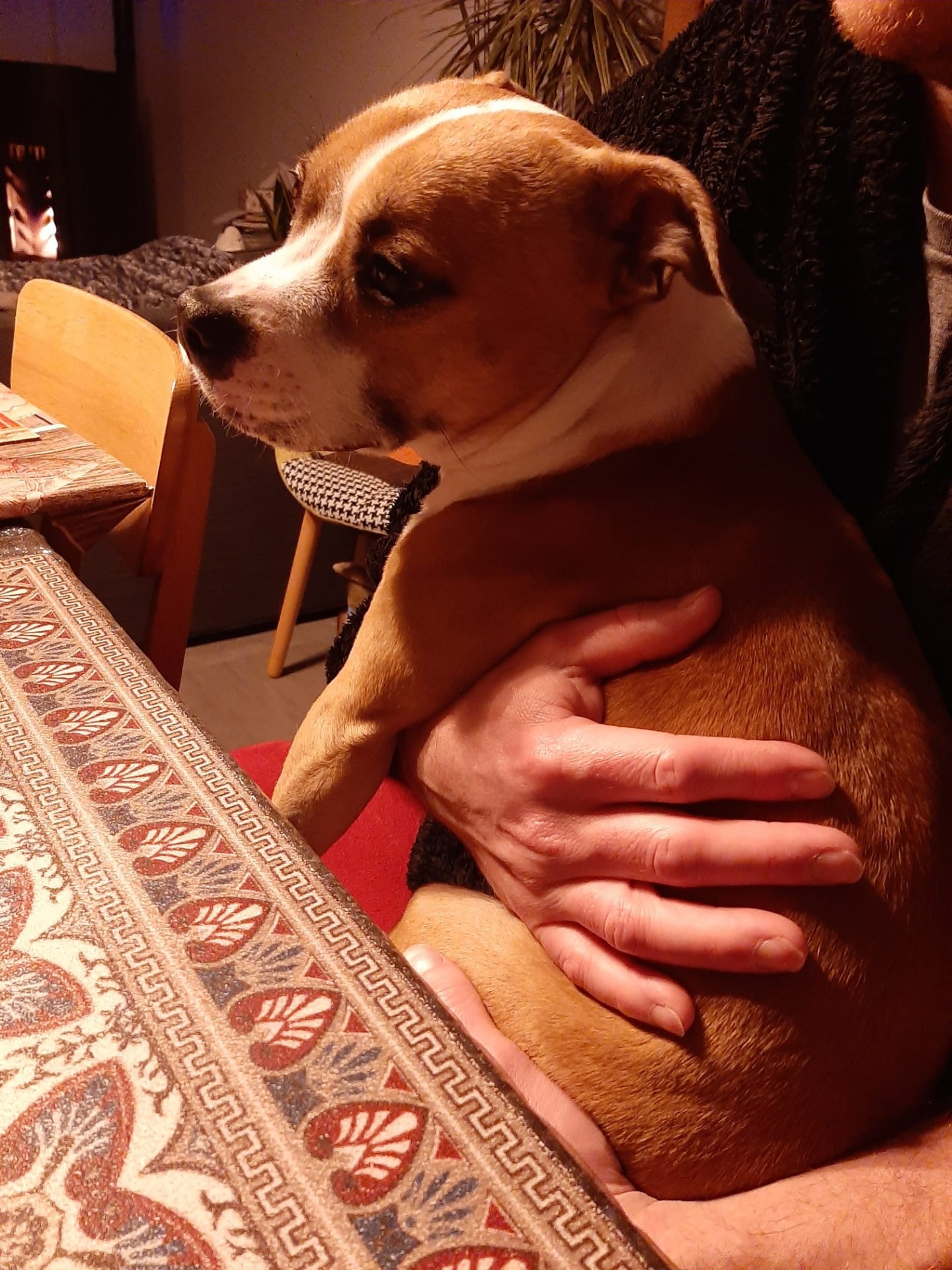 Staffy's du Grand Nord 