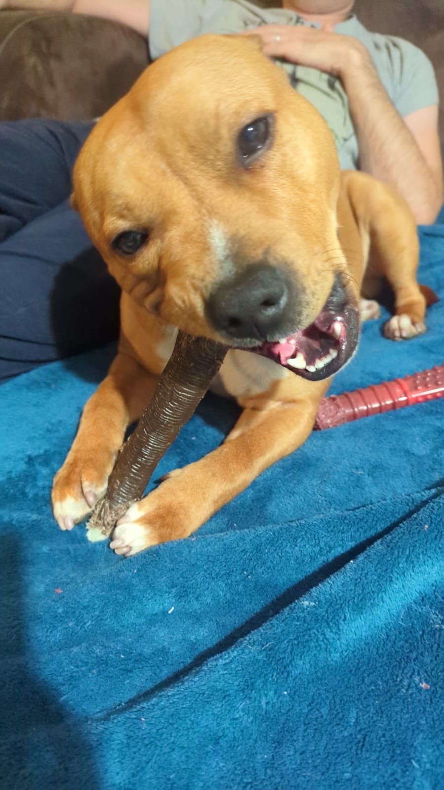 Staffy's du Grand Nord 