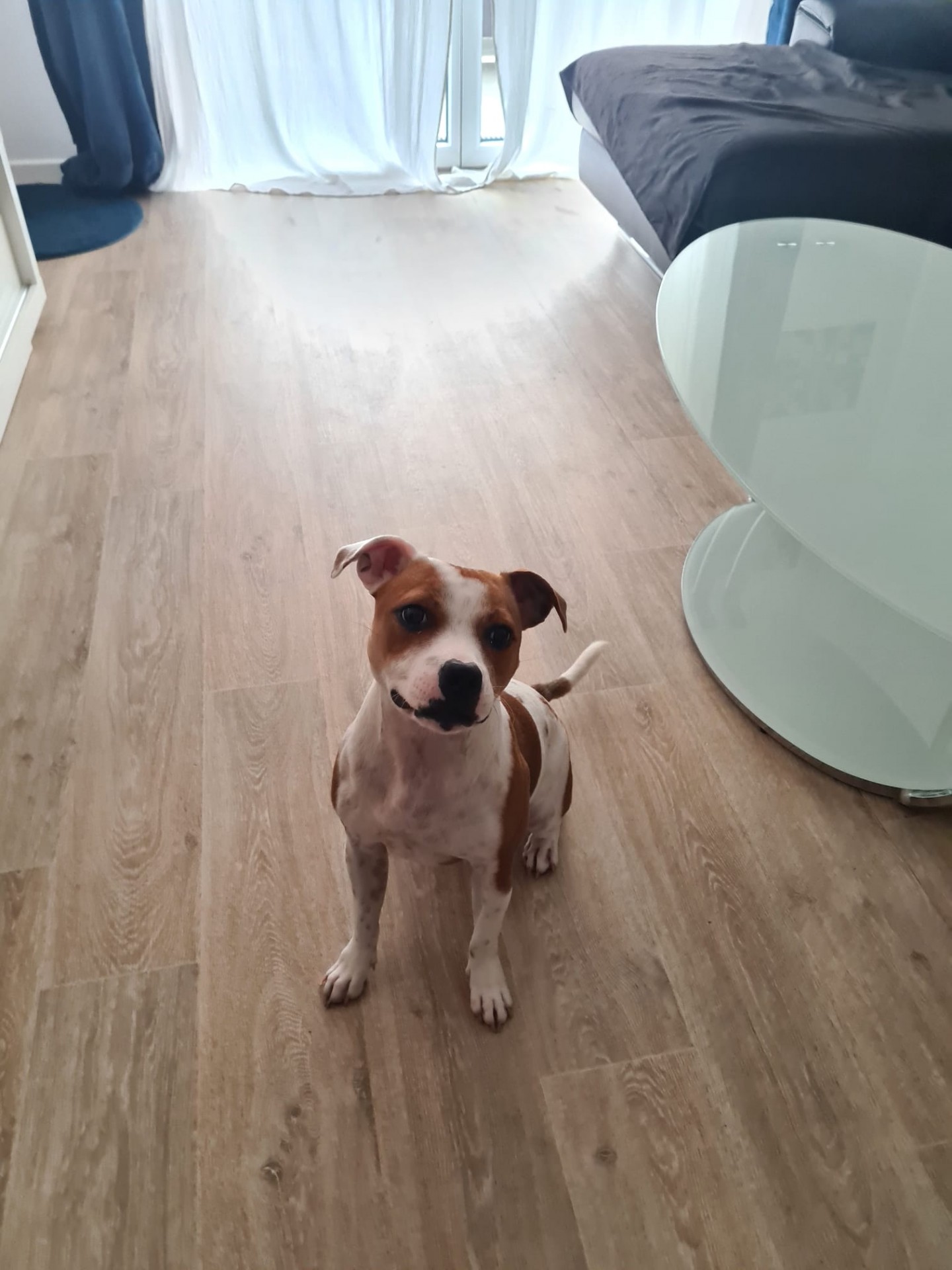 Staffy's du Grand Nord 