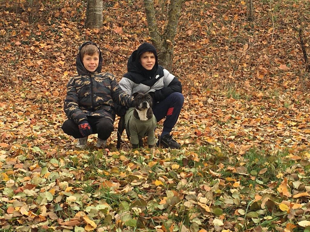 Staffy's du Grand Nord 