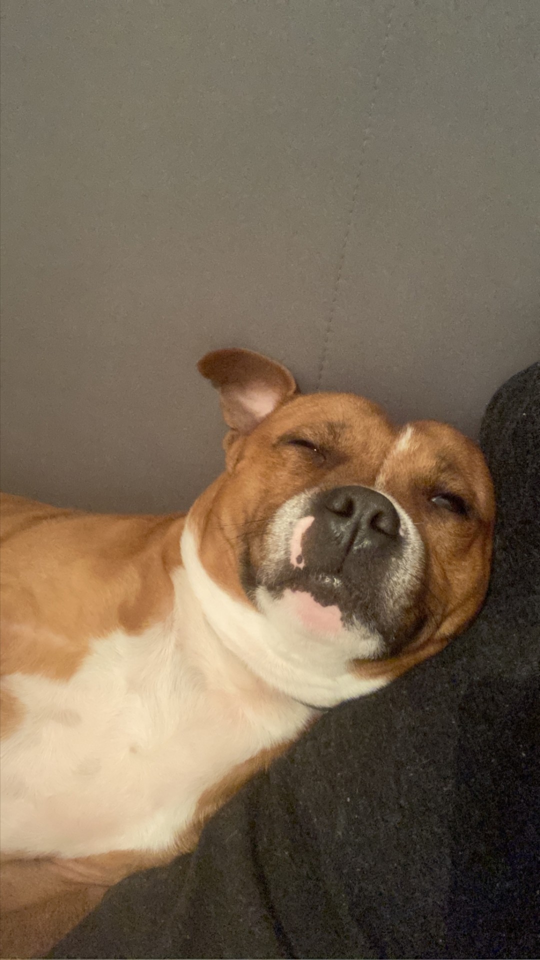 Staffy's du Grand Nord 