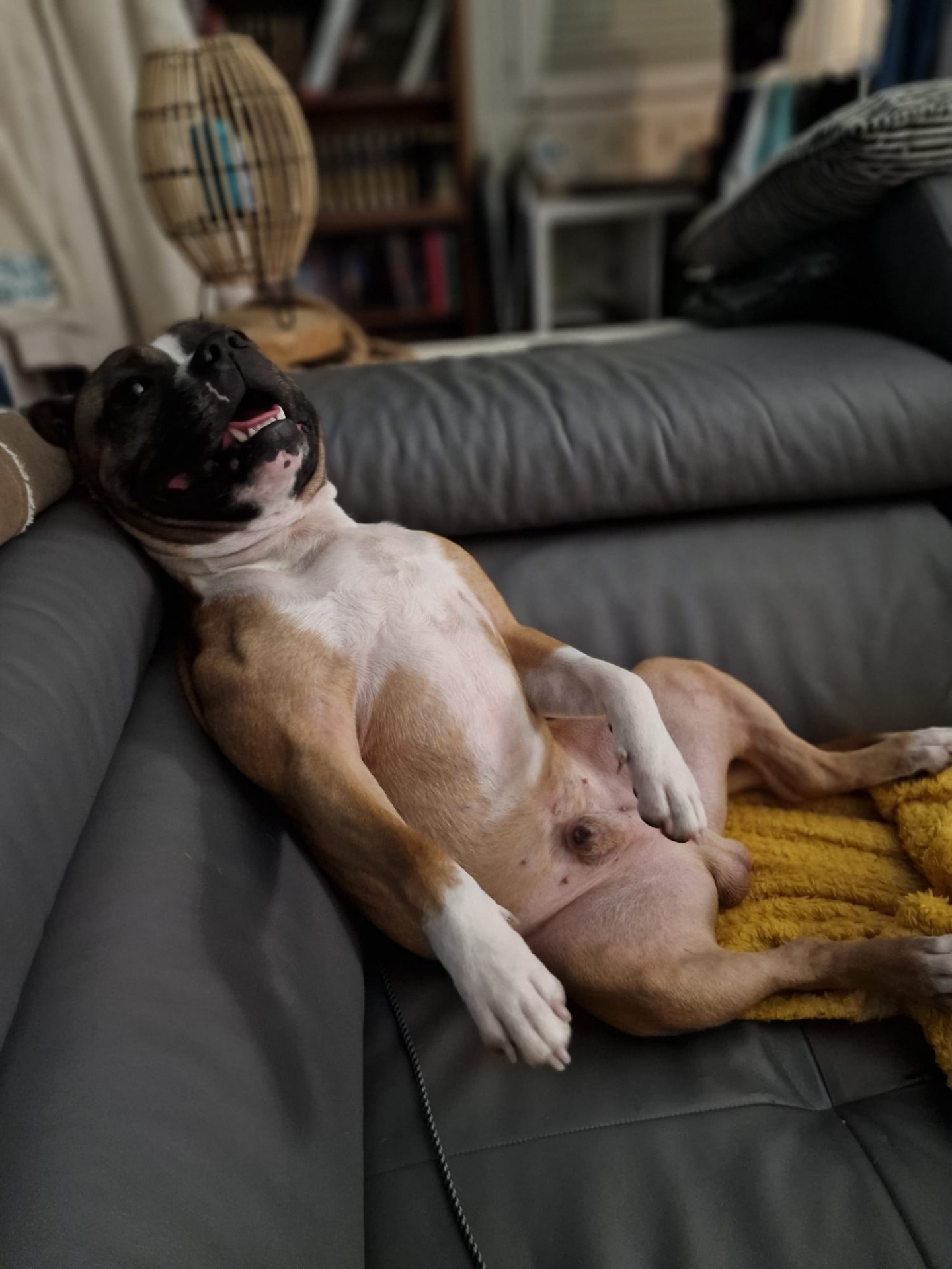 Staffy's du Grand Nord 