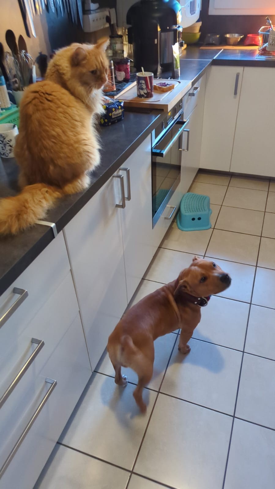 Staffy's du Grand Nord 