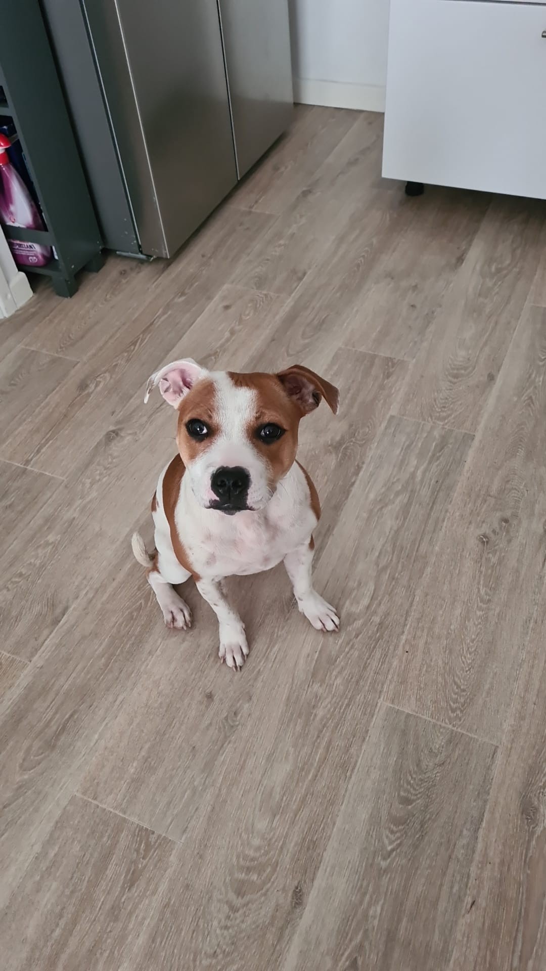 Staffy's du Grand Nord 