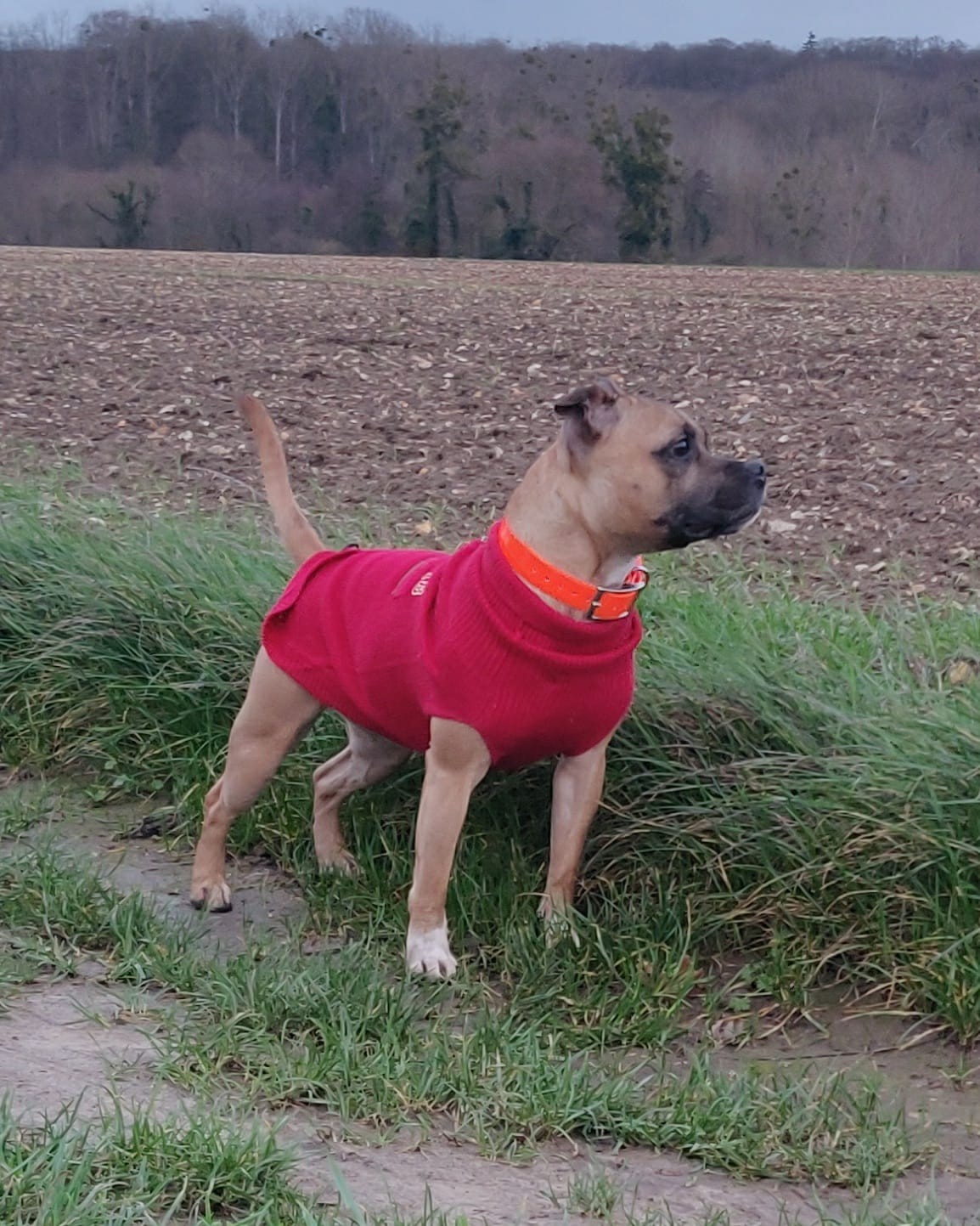 Staffy's du Grand Nord 