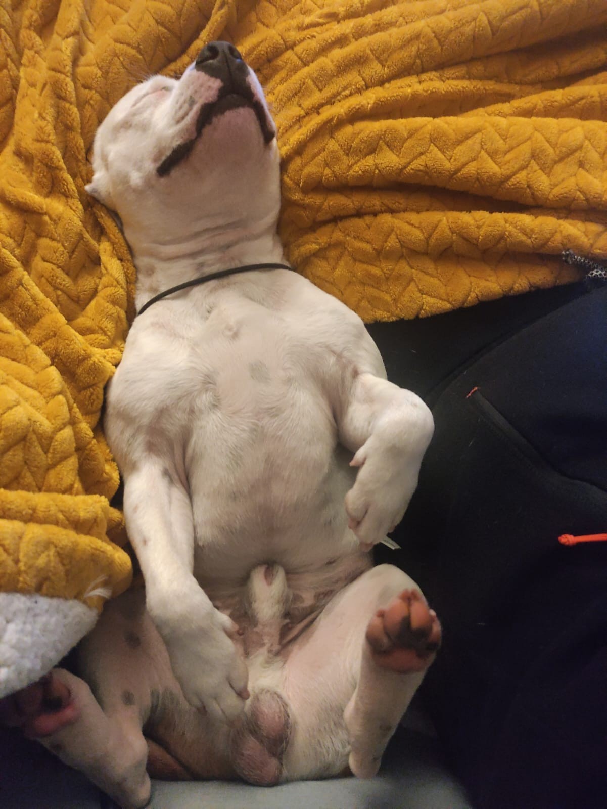 Staffy's du Grand Nord 