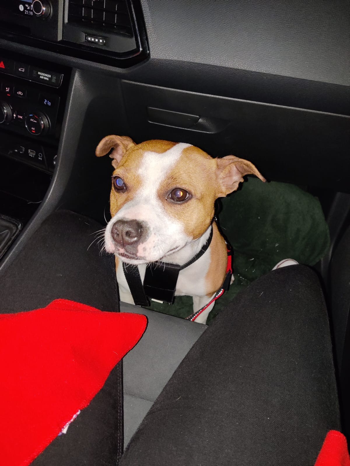 Staffy's du Grand Nord 