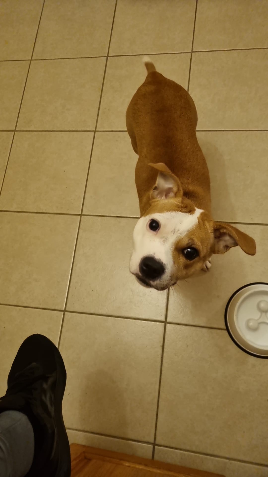 Staffy's du Grand Nord 
