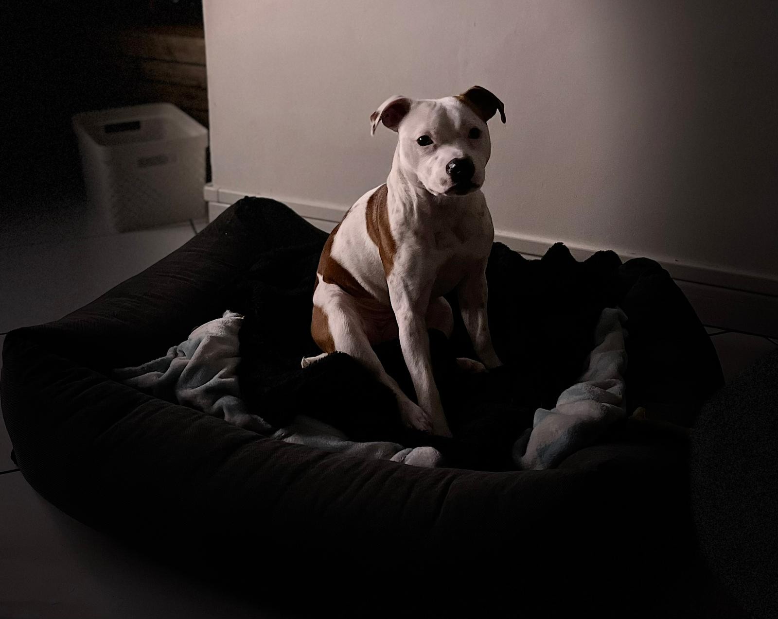 Staffy's du Grand Nord 