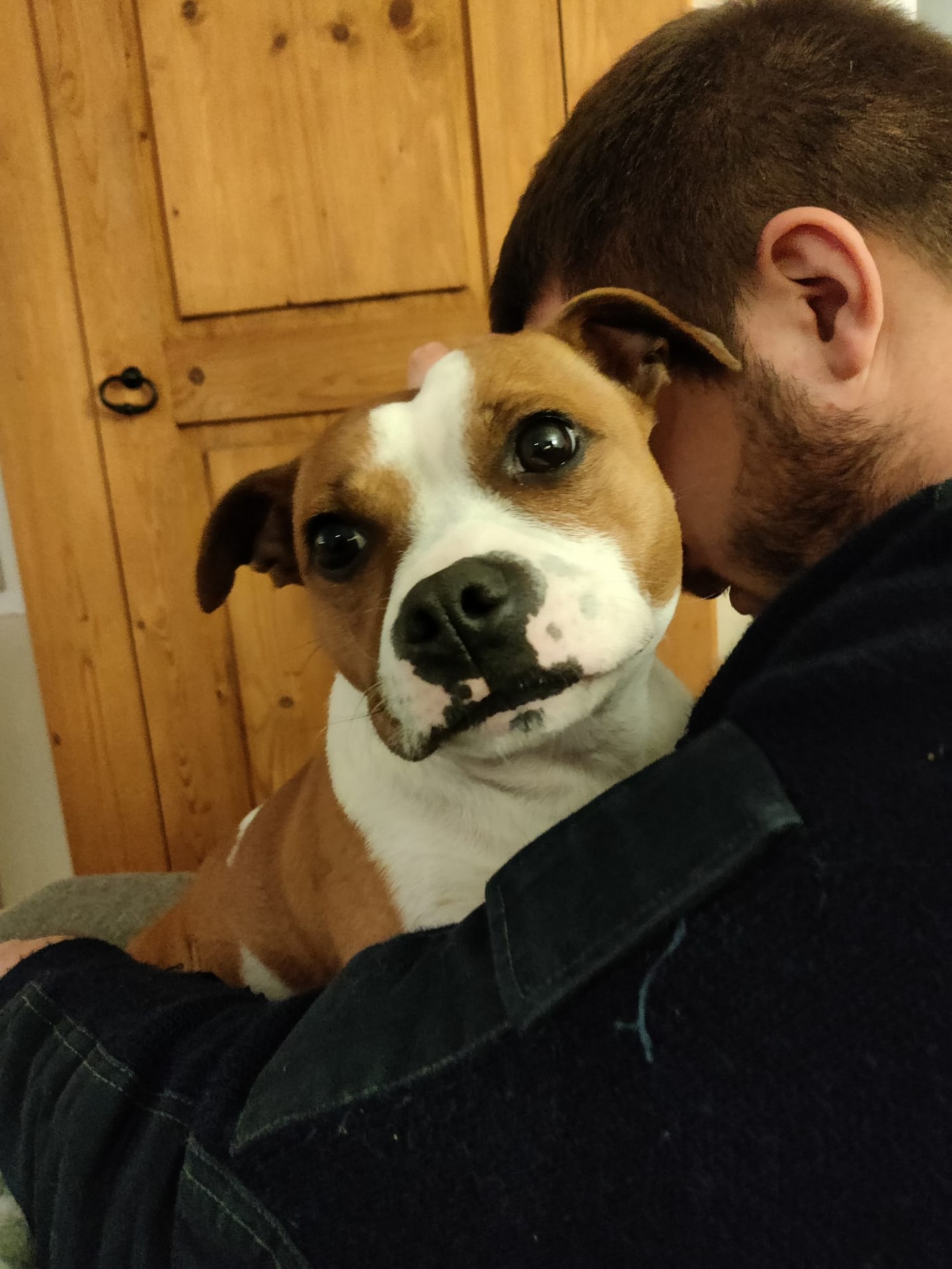 Staffy's du Grand Nord 