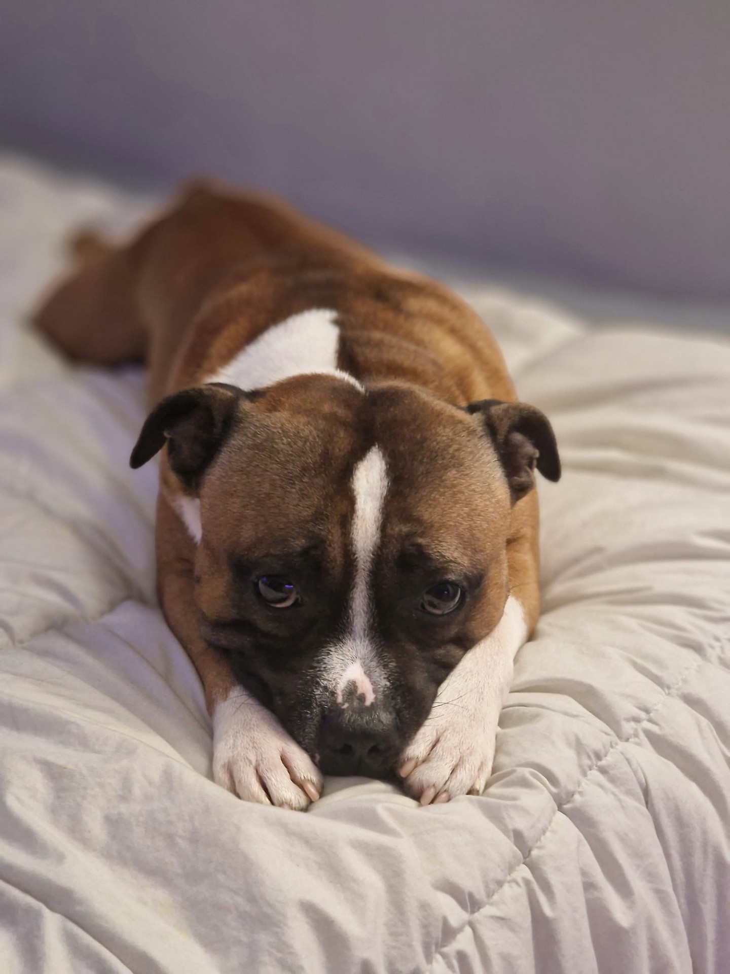 Staffy's du Grand Nord 