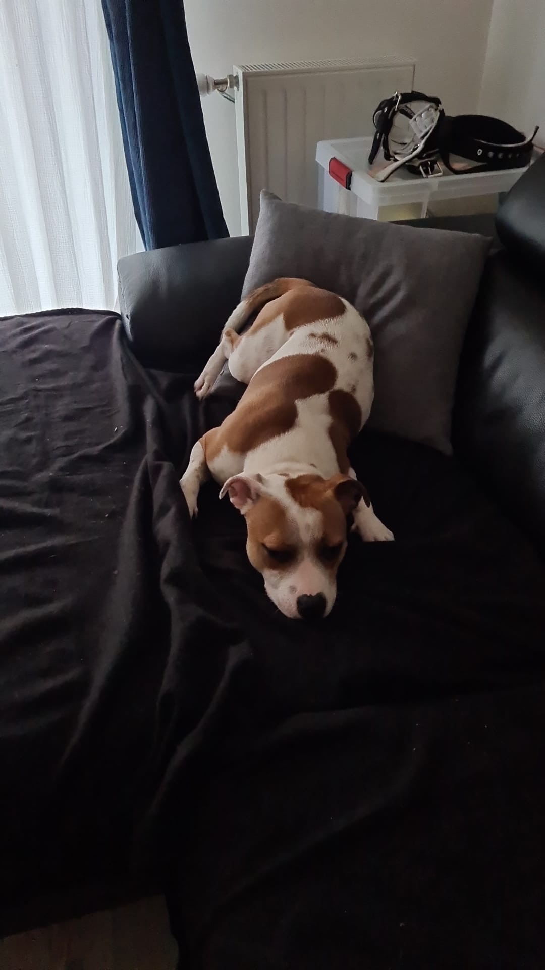 Staffy's du Grand Nord 
