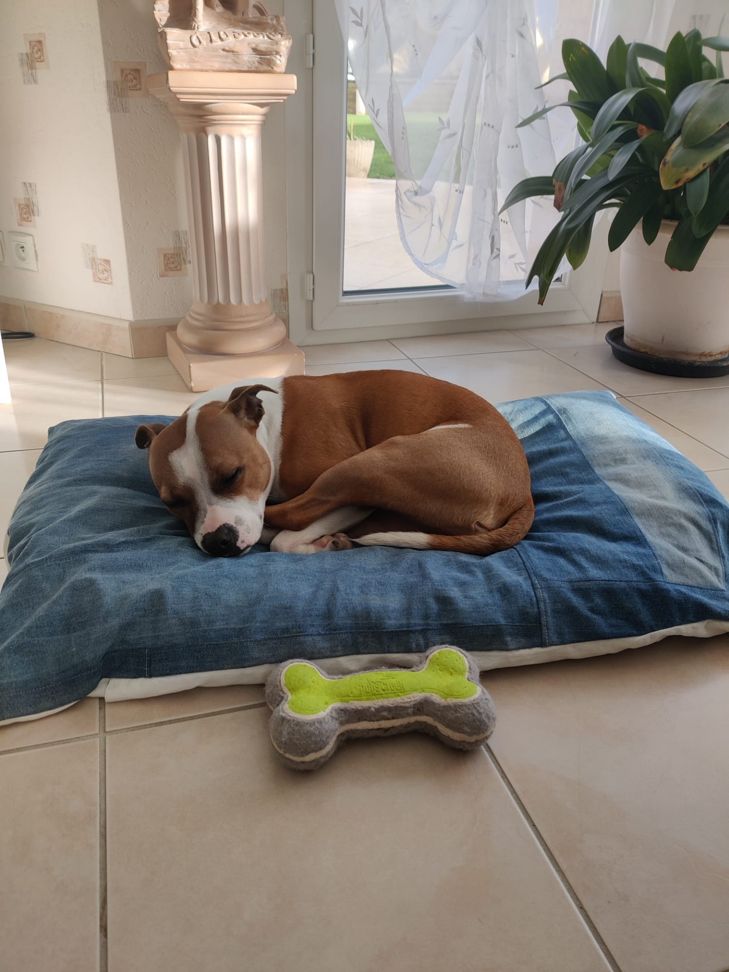 Staffy's du Grand Nord 
